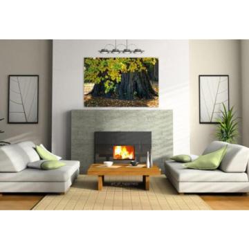 Stunning Poster Wall Art Decor Log Root Linde Nature Tree 36x24 Inches